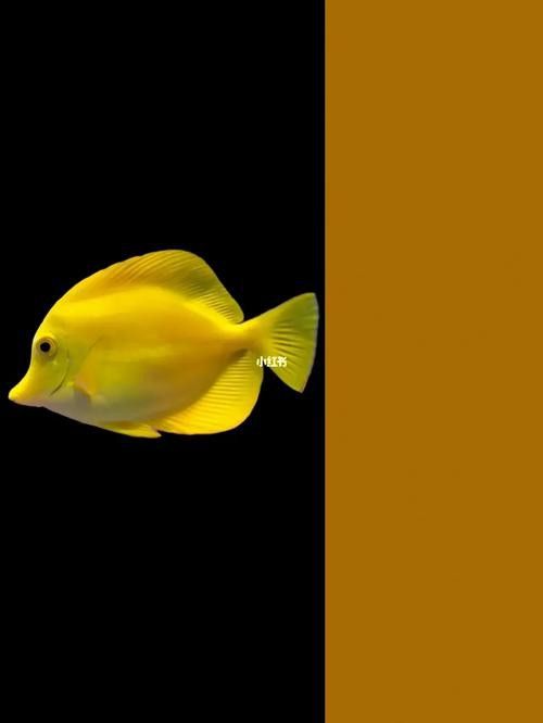 金龍魚圖片手機壁紙站酷