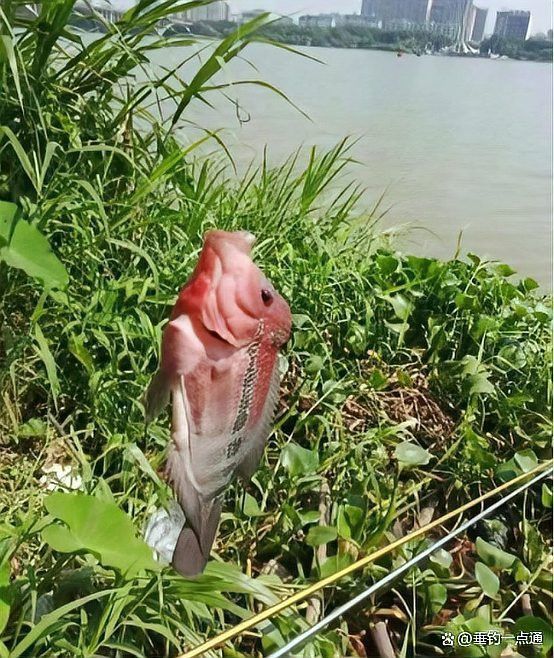 火龍魚好養(yǎng)嗎有毒嗎