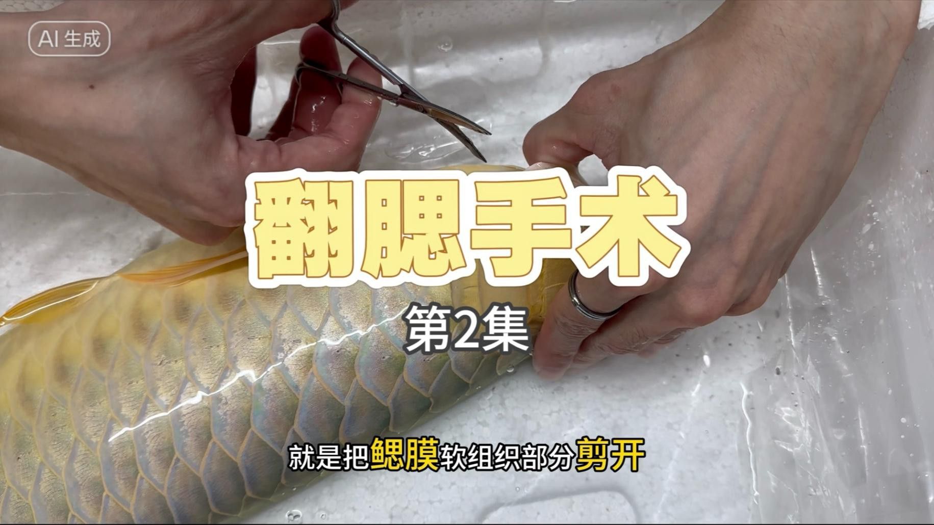 如何預防銀龍魚翻鰓癥？