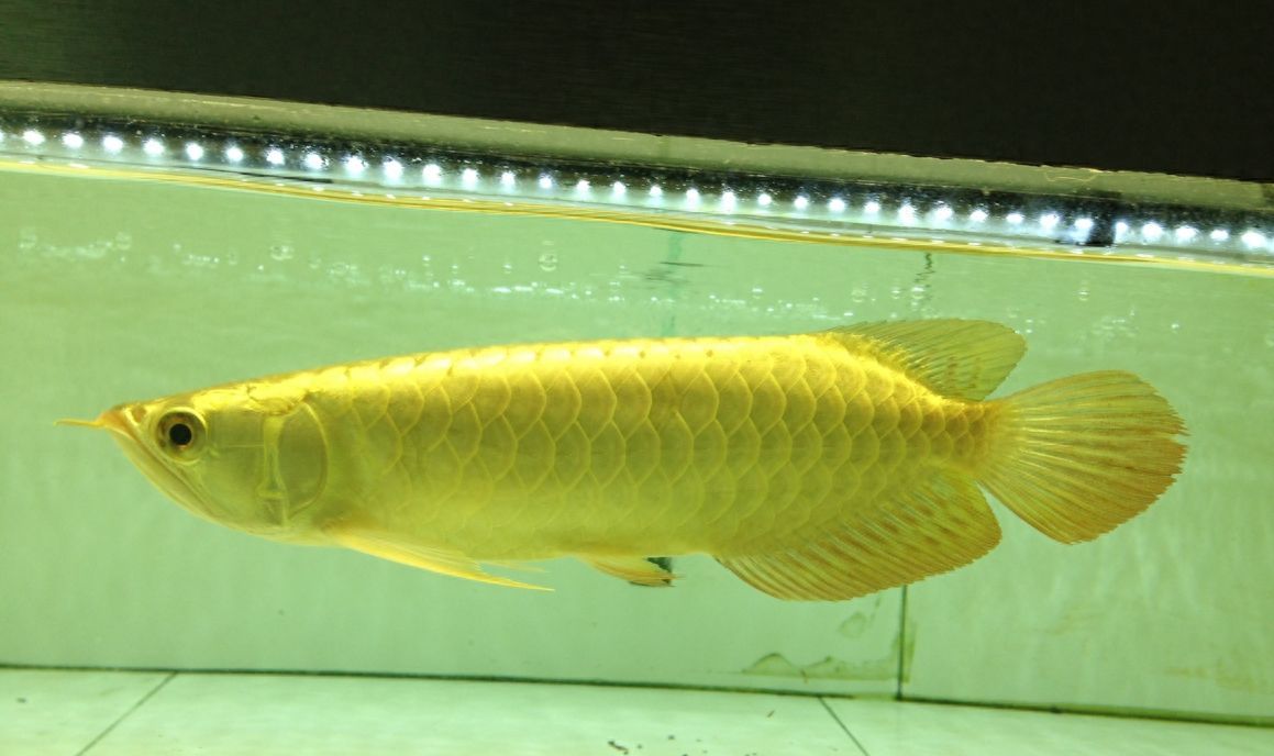 給龍魚做手術視頻：關于給龍魚做手術的視頻資源