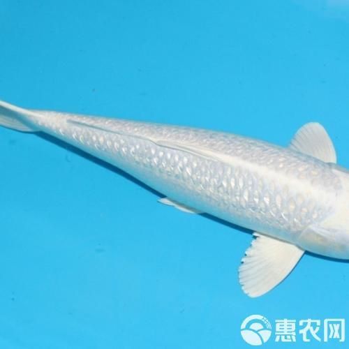 錦鯉白色的叫什么名字啊圖片