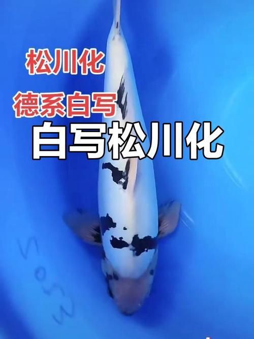 錦鯉白色的叫什么名字啊圖片