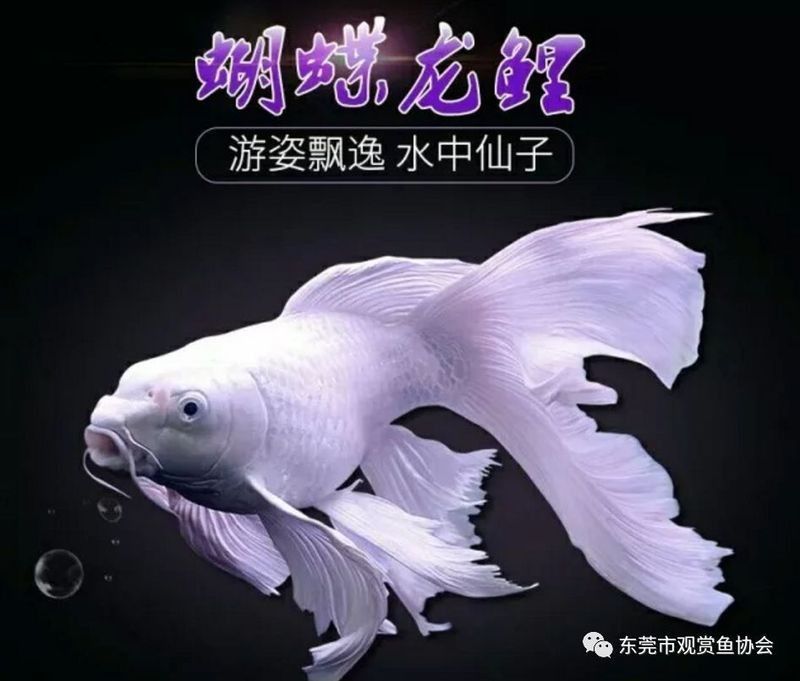 錦鯉白色的叫什么名字啊圖片