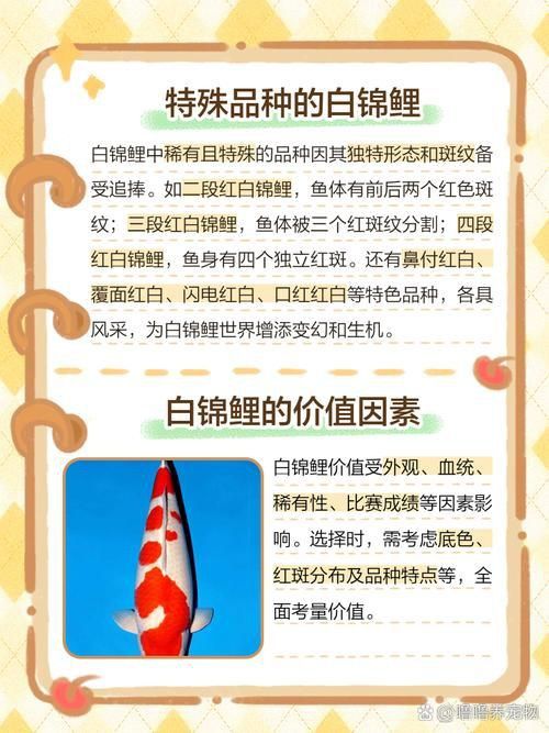 錦鯉白色的叫什么名字啊圖片