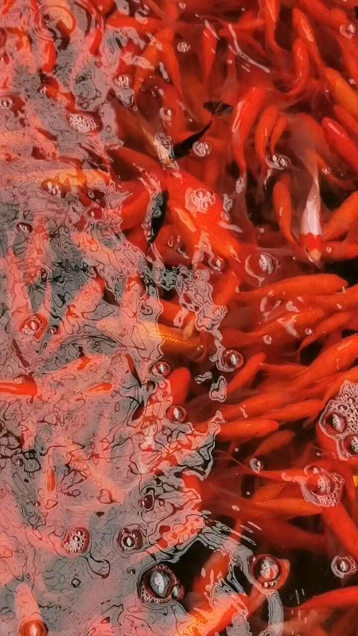 金魚一般價格表