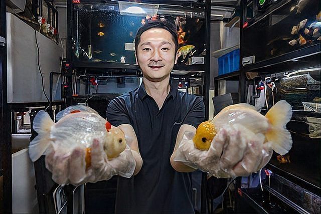 金魚一般價格表