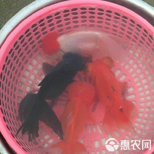 金魚一般價格表