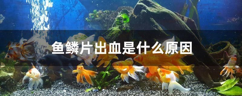 龍魚魚鱗充血怎么辦啊：如何治療龍魚鱗片充血