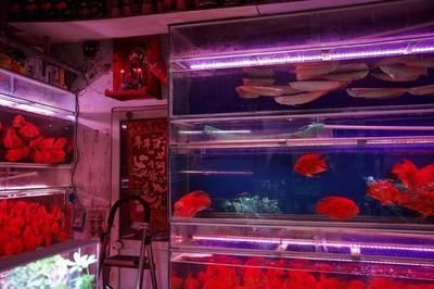 龍魚適合在哪里養（中國多個省份適合養殖金龍魚）