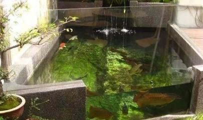 龍魚適合在哪里養（中國多個省份適合養殖金龍魚）