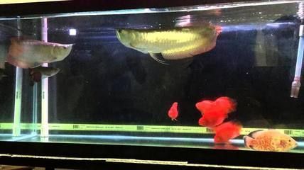 龍魚適合在哪里養（中國多個省份適合養殖金龍魚）