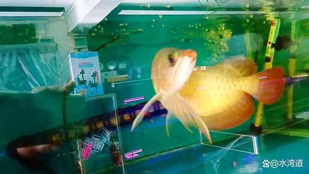 如何挑選金龍魚幼苗？