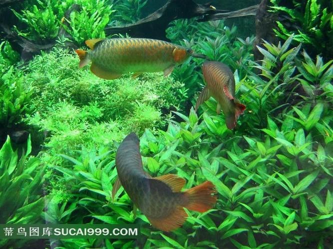 如何挑選金龍魚幼苗？