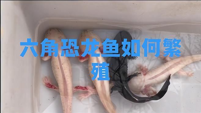 六角恐龍的最佳繁殖方法是什么