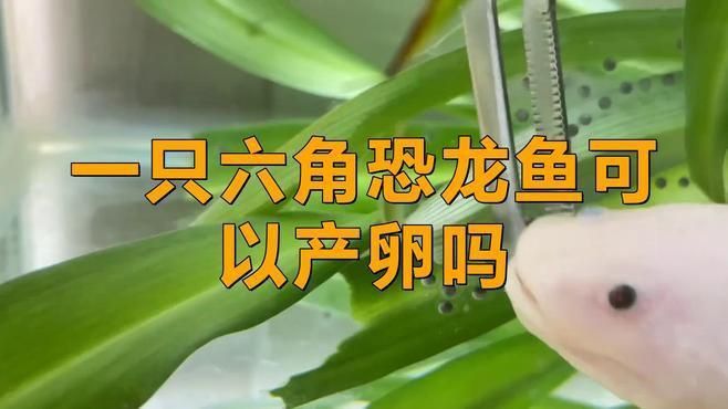六角恐龍的最佳繁殖方法是什么