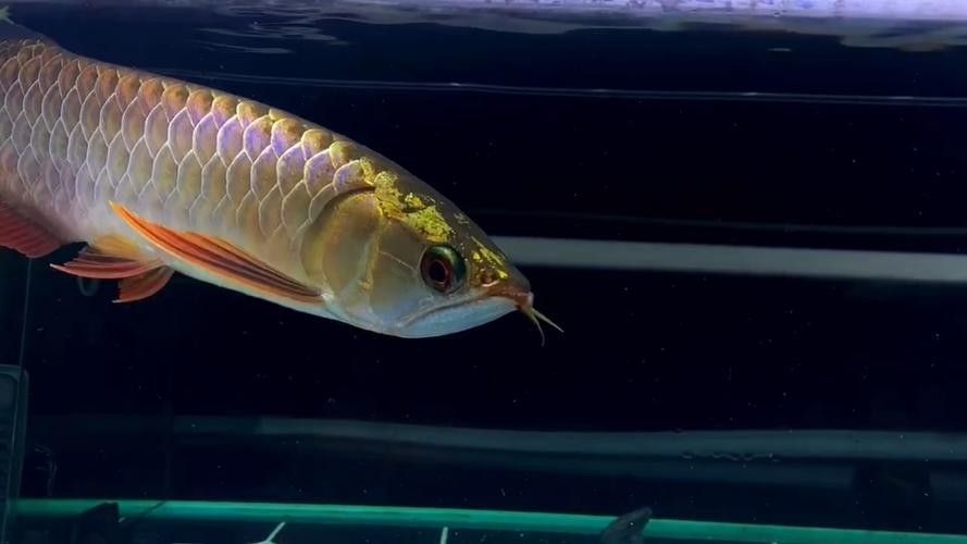 龍魚怎么分辨高背和過背圖片