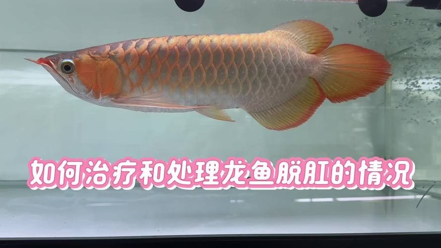龍魚脫肛圖片高清