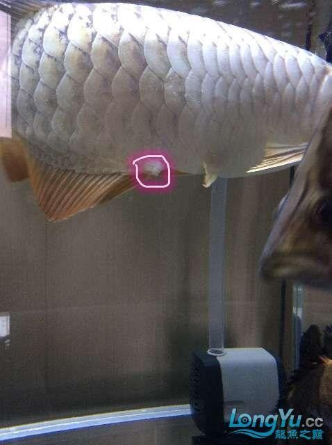 龍魚脫肛圖片高清