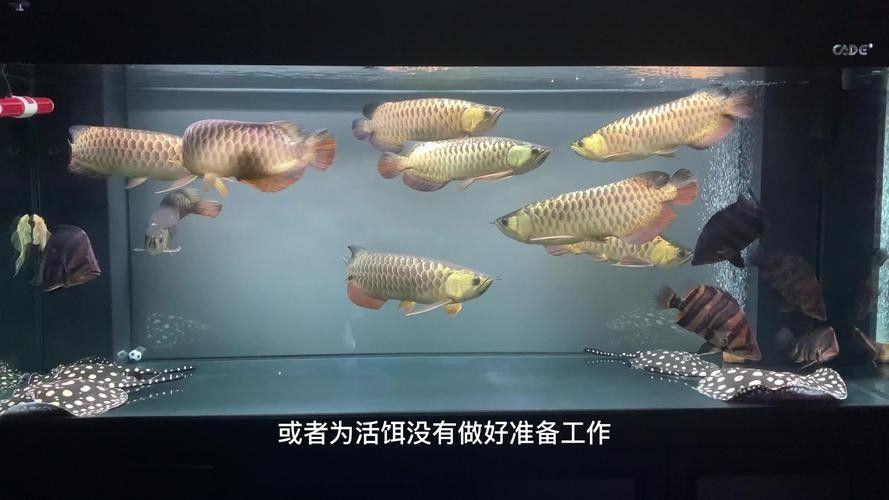 龍魚脫肛圖片高清