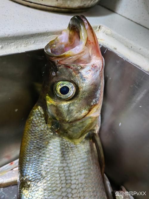 龍魚最貴多少錢：目前最貴的龍魚品種價格詳情白金龍魚價格詳情