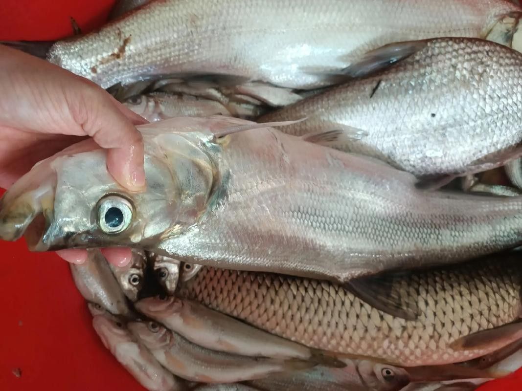 龍魚最貴多少錢：目前最貴的龍魚品種價格詳情白金龍魚價格詳情