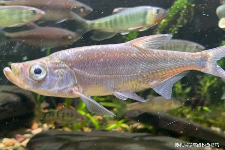 龍魚最貴多少錢：目前最貴的龍魚品種價格詳情白金龍魚價格詳情