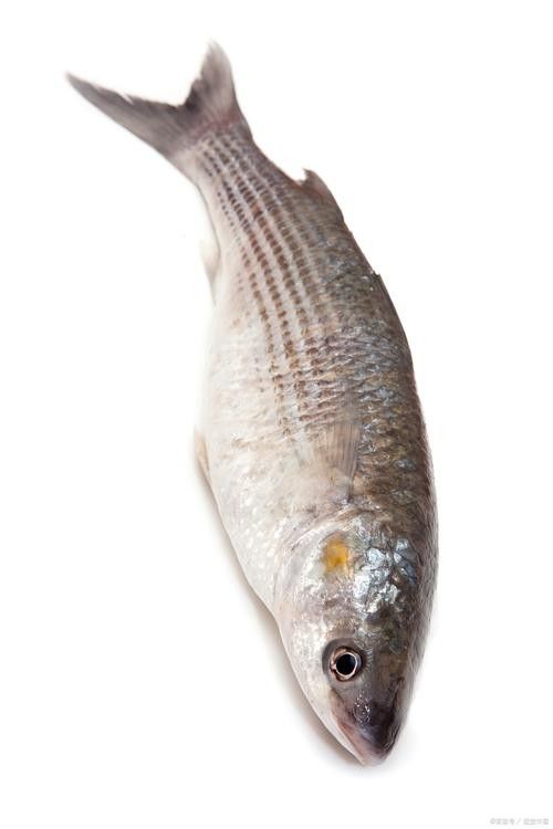 龍魚最貴多少錢：目前最貴的龍魚品種價格詳情白金龍魚價格詳情