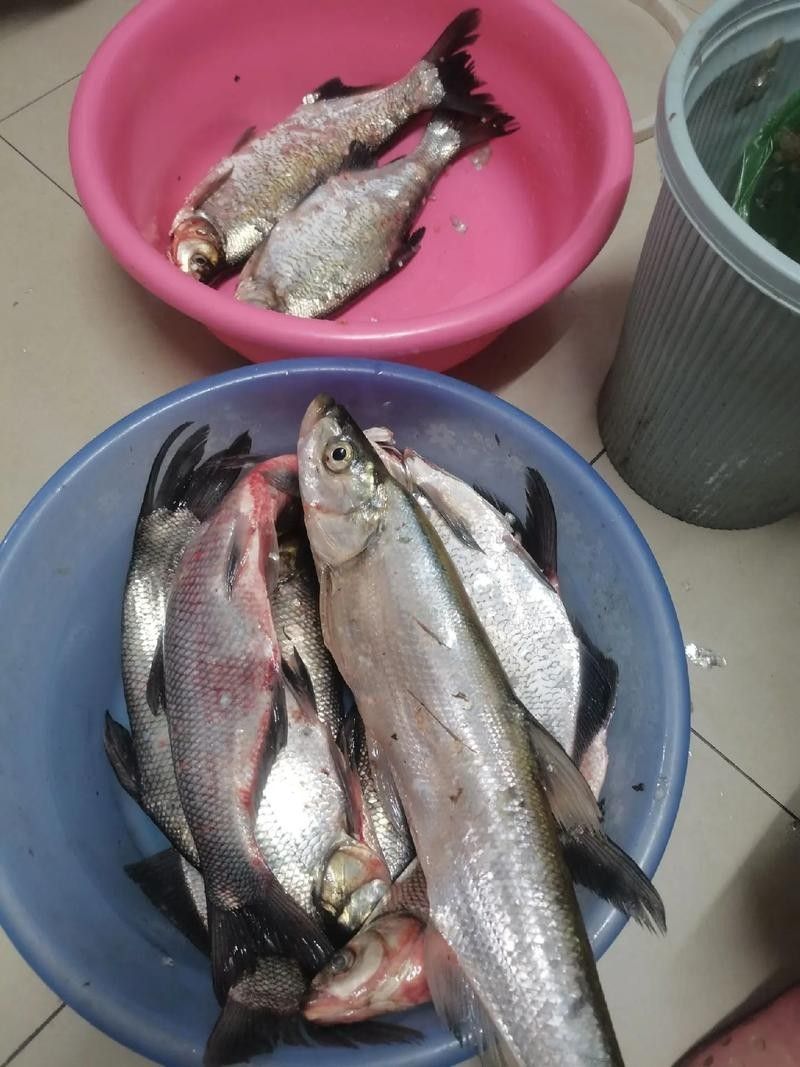 龍魚最貴多少錢：目前最貴的龍魚品種價格詳情白金龍魚價格詳情