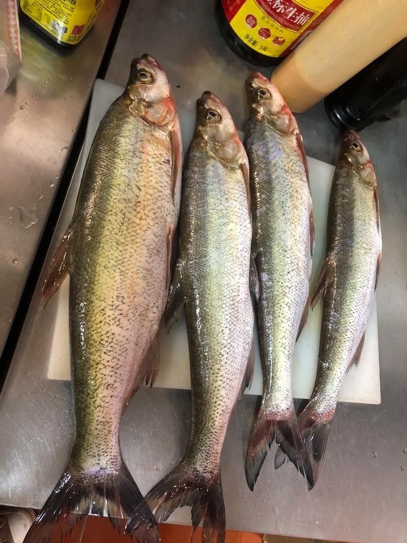 龍魚最貴多少錢：目前最貴的龍魚品種價格詳情白金龍魚價格詳情