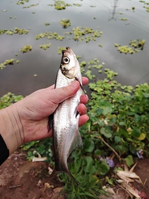 龍魚最貴多少錢：目前最貴的龍魚品種價格詳情白金龍魚價格詳情