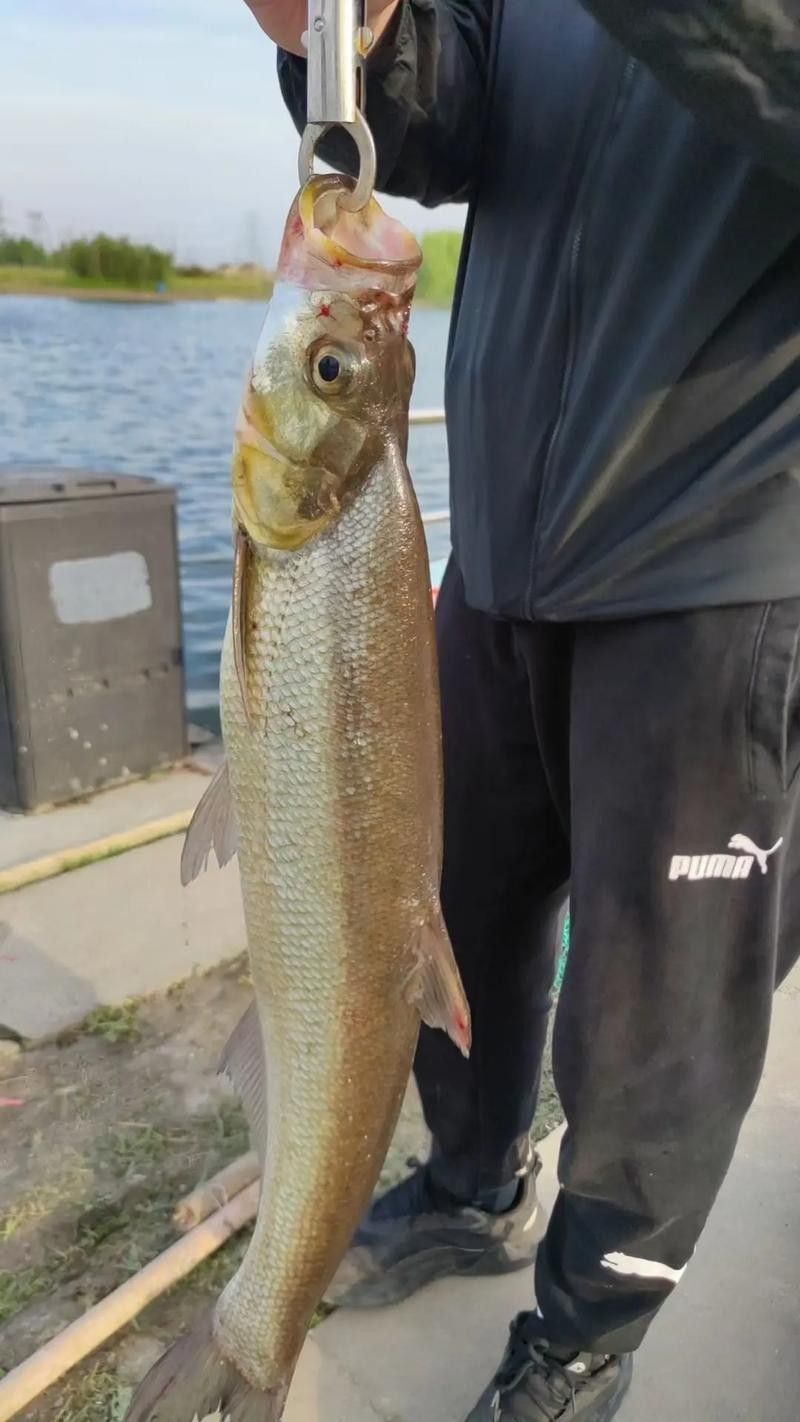 龍魚最貴多少錢：目前最貴的龍魚品種價格詳情白金龍魚價格詳情
