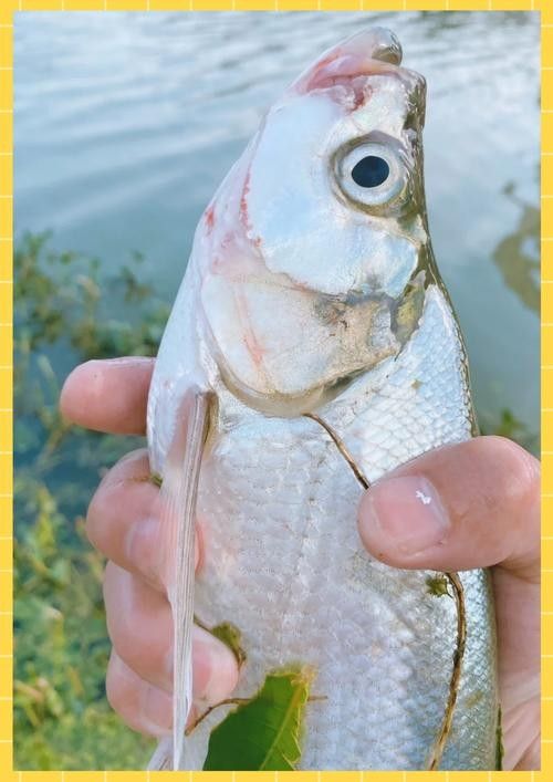 龍魚最貴多少錢：目前最貴的龍魚品種價格詳情白金龍魚價格詳情