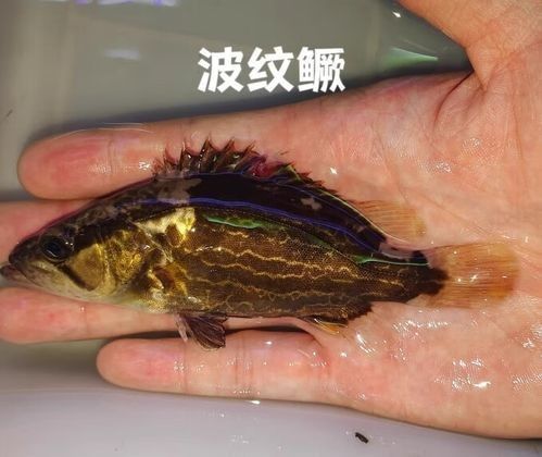 龍魚最貴多少錢：目前最貴的龍魚品種價格詳情白金龍魚價格詳情