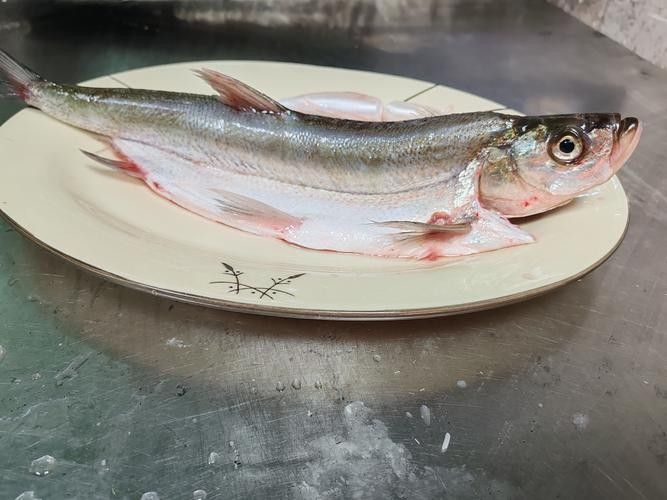 龍魚最貴多少錢：目前最貴的龍魚品種價格詳情白金龍魚價格詳情