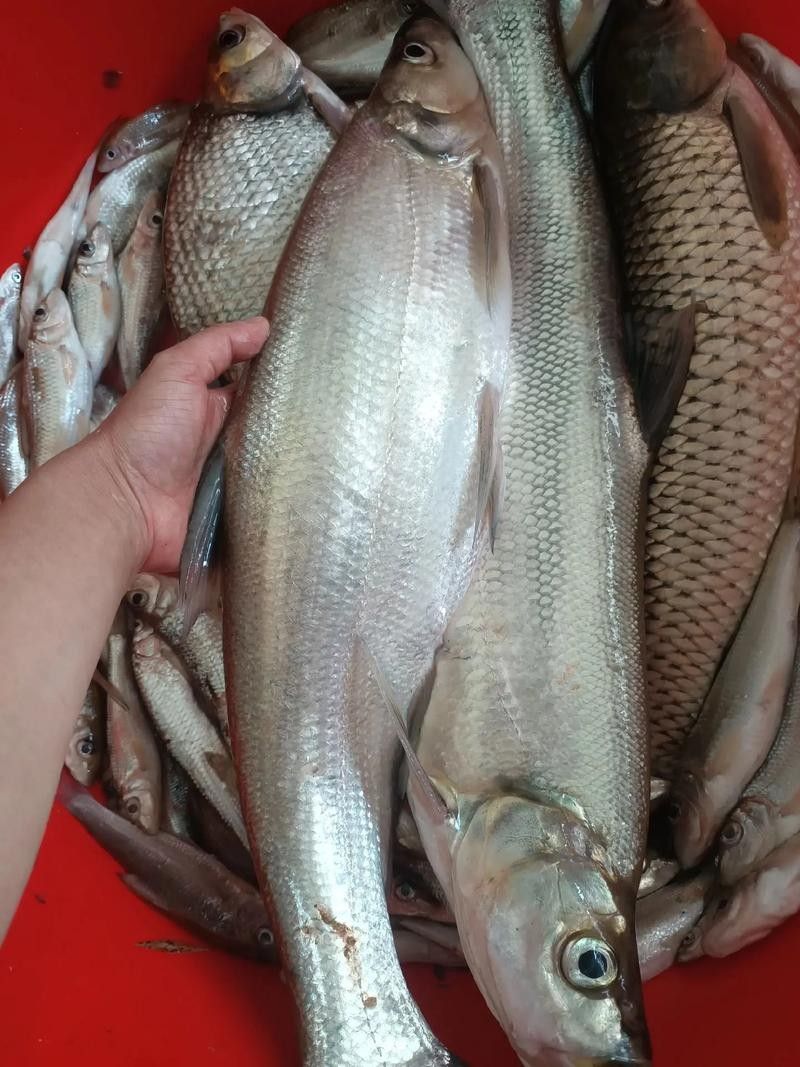 龍魚最貴多少錢：目前最貴的龍魚品種價格詳情白金龍魚價格詳情