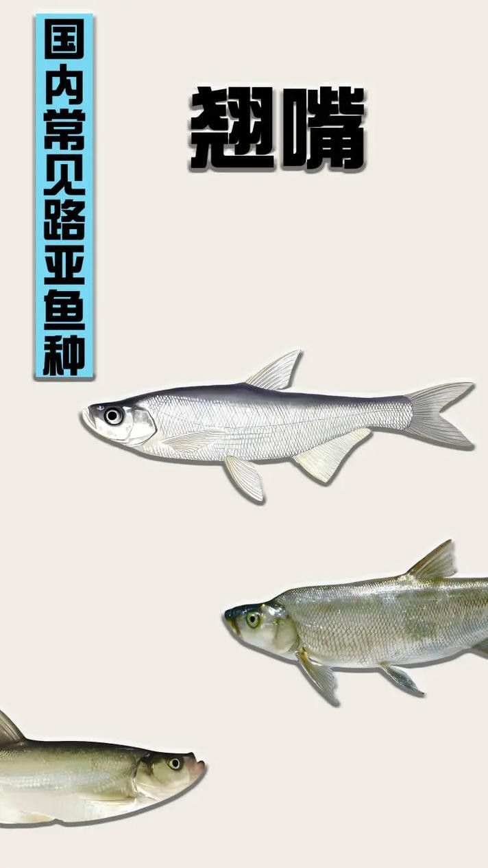 龍魚最貴多少錢：目前最貴的龍魚品種價格詳情白金龍魚價格詳情