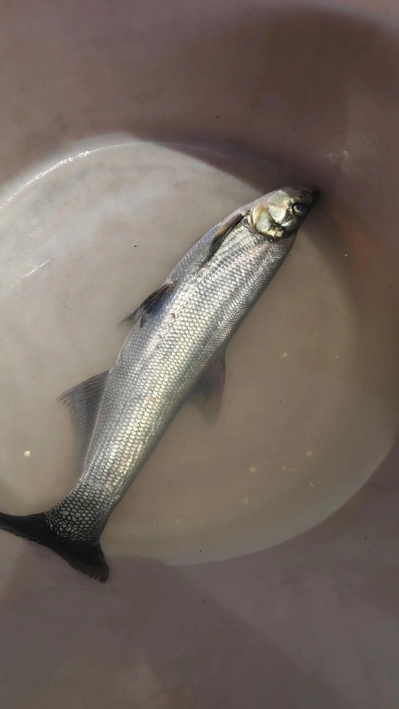 龍魚最貴多少錢：目前最貴的龍魚品種價格詳情白金龍魚價格詳情