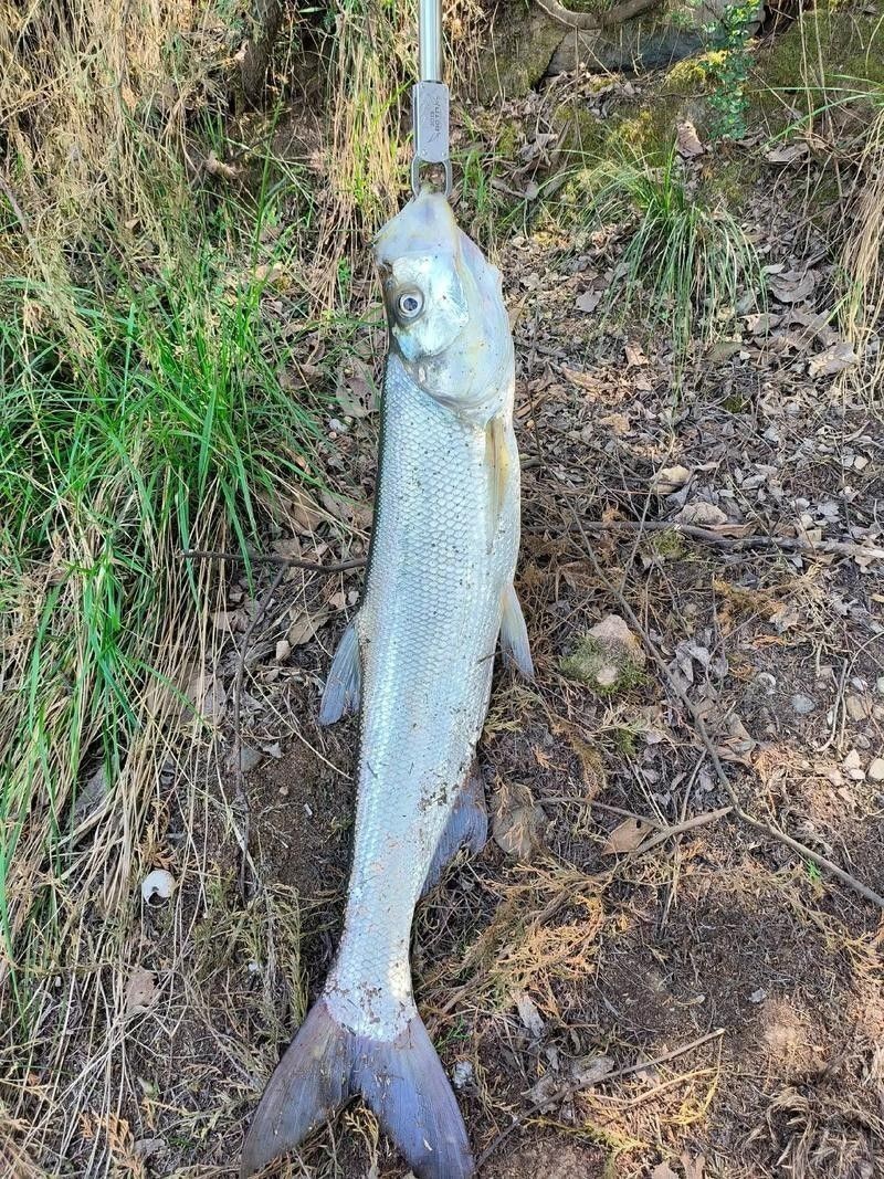 龍魚最貴多少錢：目前最貴的龍魚品種價格詳情白金龍魚價格詳情