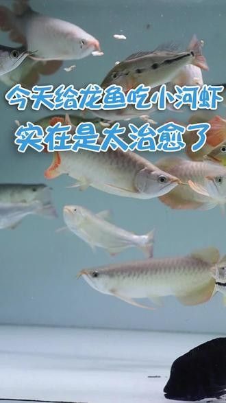 龍魚最貴多少錢：目前最貴的龍魚品種價格詳情白金龍魚價格詳情