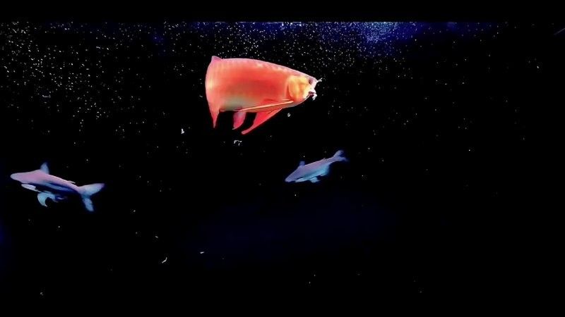 龍魚最貴多少錢：目前最貴的龍魚品種價格詳情白金龍魚價格詳情