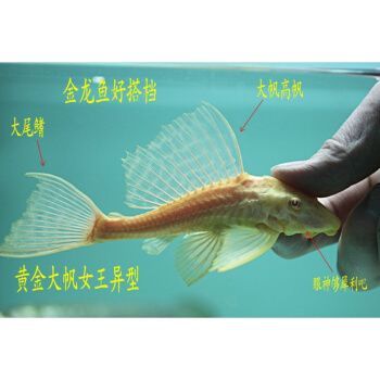 紅龍魚搭配什么清道夫好看：紅龍魚與多種類型的清道夫魚混養需要注意以下幾點