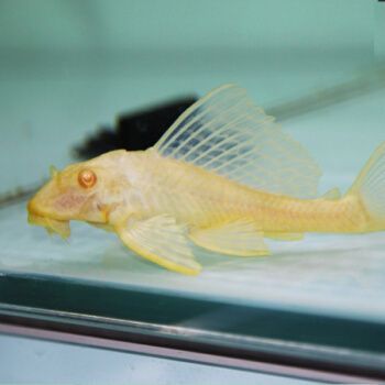 紅龍魚搭配什么清道夫好看：紅龍魚與多種類型的清道夫魚混養需要注意以下幾點