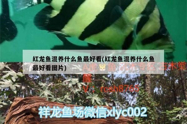 紅龍魚搭配什么清道夫好看：紅龍魚與多種類型的清道夫魚混養需要注意以下幾點
