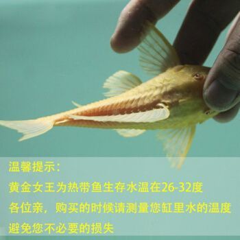 紅龍魚搭配什么清道夫好看：紅龍魚與多種類型的清道夫魚混養需要注意以下幾點