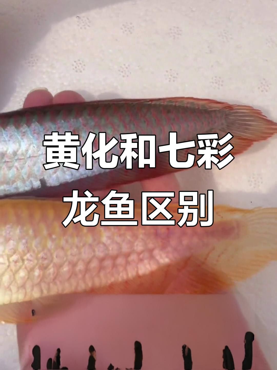 哪些品牌的龍魚適合新手養(yǎng)殖？
