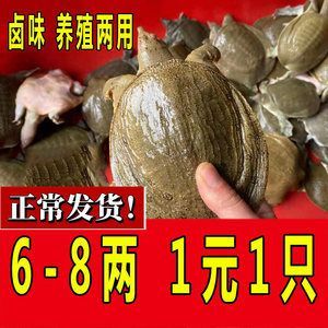 新手如何挑選龍魚幼苗？：初學(xué)者如何選擇龍魚幼苗[emoji[需手動(dòng)填充]1f495[[需手動(dòng)填充]emoji[需手動(dòng)填充]
