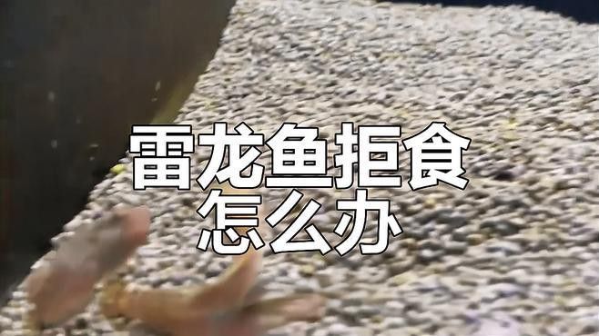 如何給雷龍魚喂食？