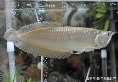 龍魚喂養時間：關于龍魚喂養時間的詳細介紹
