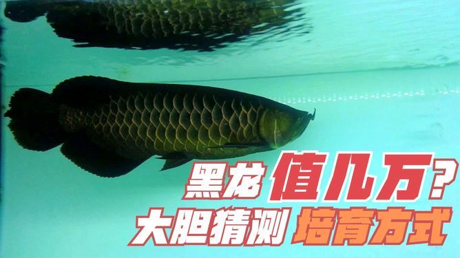 純黑龍魚(yú)的價(jià)格一般多少錢(qián)一斤：純黑龍魚(yú)價(jià)格一般多少錢(qián)一斤