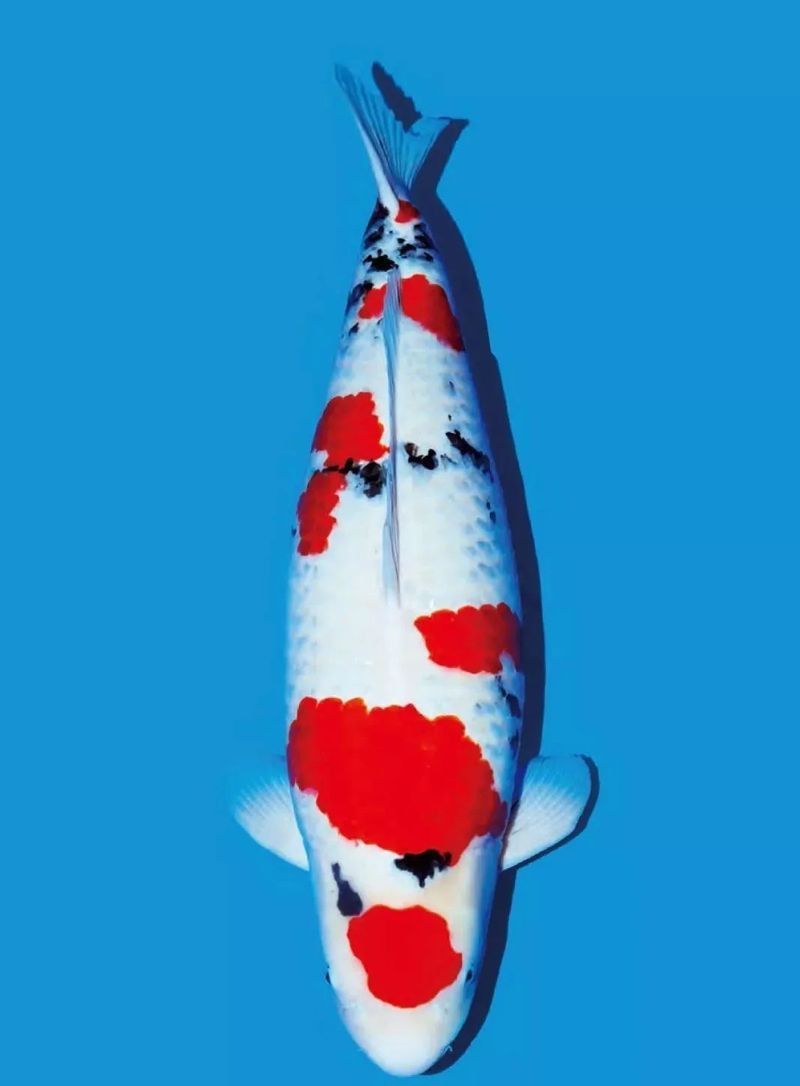 錦鯉被別的魚咬掉了鱗,怎么辦